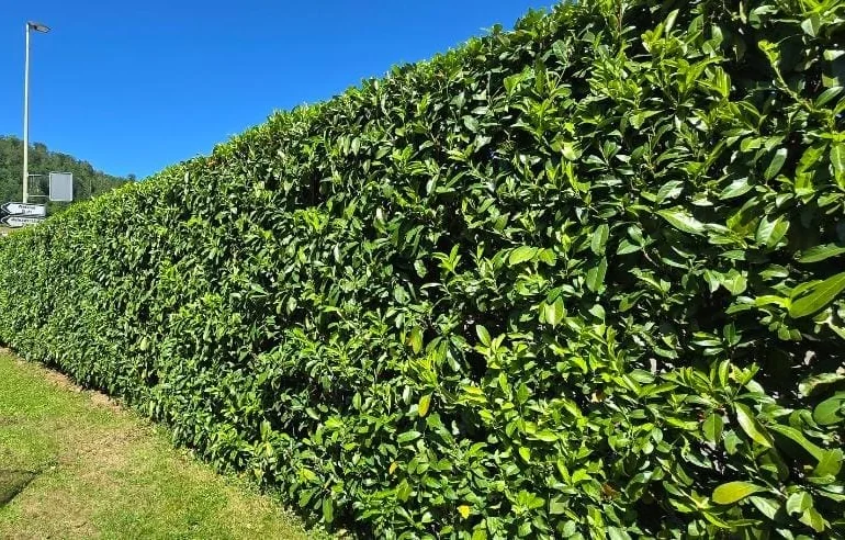 Frisch geschnittene Lorbeerhecke entlang eines Grundstücks: die Hecke steht auf ganzer Länge in einer sauberen Linie, davor ein gemähter Rasenstreifen