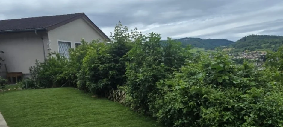 Garten vor der Arbeit: links das Wohnhaus, quer durch das Bild eine dichte, mannshohe Sträucherreihe an der Grundstücksgrenze, davor der gemähte Rasen — vom Tal dahinter ist fast nichts zu sehen